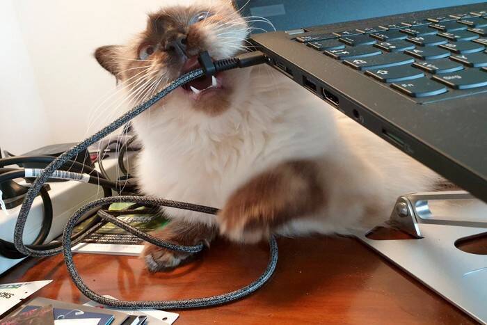 愛猫の命を救う『応急処置』の方法6選　万が一のケガや事故に備えておくべきこと