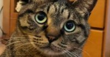 普段は可愛い表情の猫→『不機嫌』になった結果…想像を超える『とんでもない変化』に「別の猫レベルｗ」「わかりやすすぎるｗ」と８万いいね