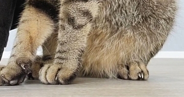 玄関チャイムに驚いた『キジトラ猫』→とっさに隠れた『場所』が…まさかの光景に５万いいね「頭隠して尻隠さずｗ」「一番安全ｗ」と話題