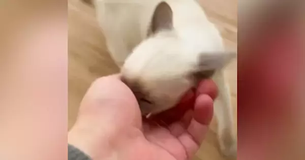 『仕事に行かせたくない子猫vs行きたい飼い主』…可愛すぎる『攻防戦の様子』が14万再生「有給確定」「勝てない自信があるｗ」と話題