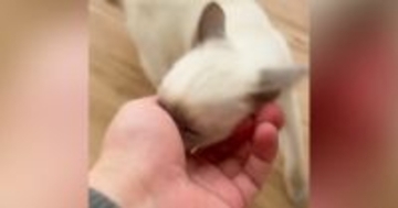 『仕事に行かせたくない子猫vs行きたい飼い主』…可愛すぎる『攻防戦の様子』が14万再生「有給確定」「勝てない自信があるｗ」と話題