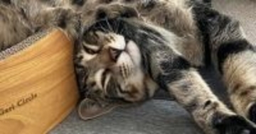 キジトラ猫のお昼寝姿がまるで液体…完全に『溶けている光景』に笑ってしまう人が続出「小さい人入ってるかも」「寝違えないかなｗ」