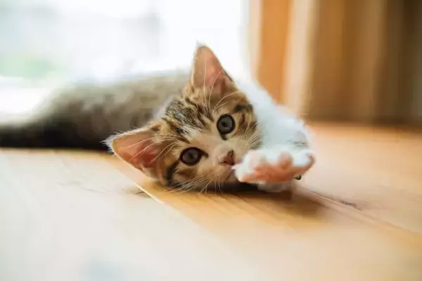 猫に対して『面倒くさがり』だなと感じる瞬間3選　よくある仕草や横着な行動の理由