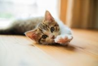 猫に対して『面倒くさがり』だなと感じる瞬間3選　よくある仕草や横着な行動の理由