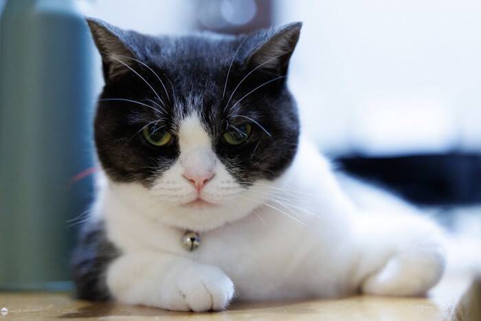 猫に対して『面倒くさがり』だなと感じる瞬間3選　よくある仕草や横着な行動の理由