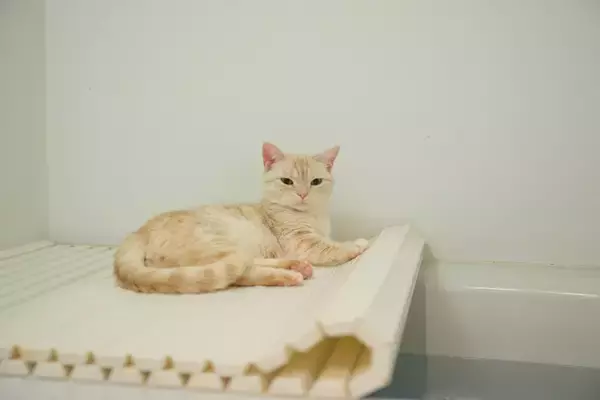 猫が飼い主を『守っている』ときの行動5選　助けようとする理由から上手な応え方まで