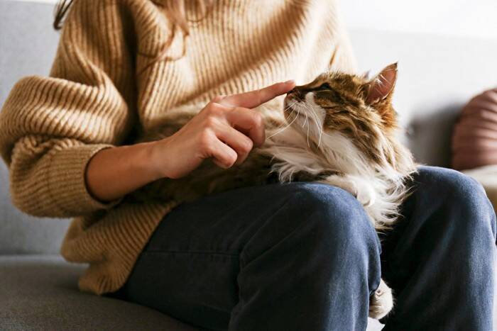 猫が飼い主を『守っている』ときの行動5選　助けようとする理由から上手な応え方まで