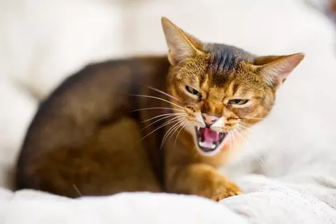 猫が本気で『やめてほしい』と感じているサイン7つ　無視すると信頼を失ってしまう可能性も