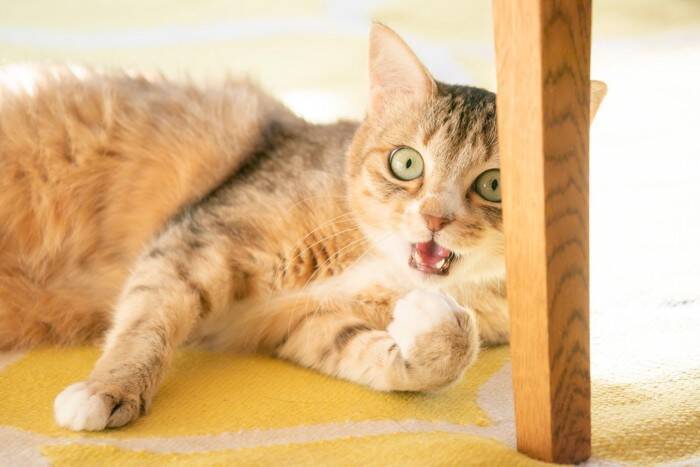 猫が本気で『やめてほしい』と感じているサイン7つ　無視すると信頼を失ってしまう可能性も