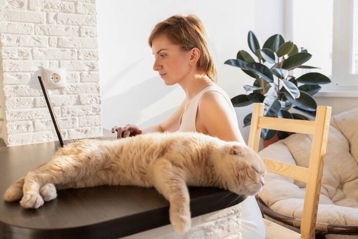 猫が本気で『やめてほしい』と感じているサイン7つ　無視すると信頼を失ってしまう可能性も