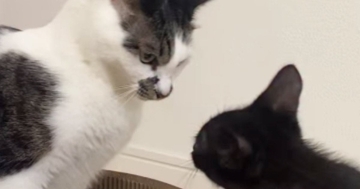新しい爪とぎを買った結果→『保護子猫と先住猫』が……ほのぼのとした『バトルの様子』に「可愛すぎて言葉がでない」「遊んであげてるｗ」の声