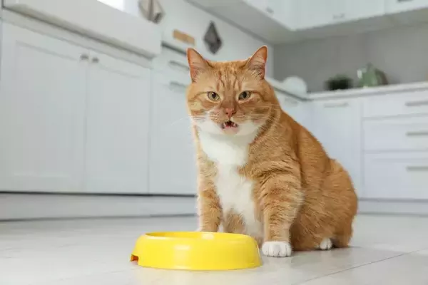 猫の『オス・メス』で変わるお世話の方法4つ　性別によって異なる特徴や注意点も解説