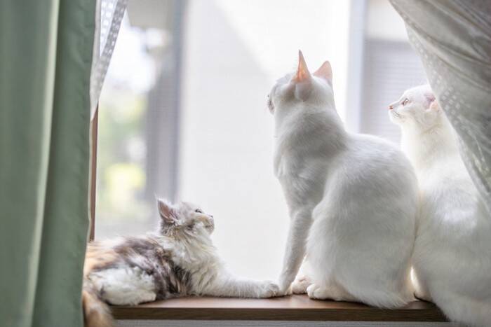 猫の『オス・メス』で変わるお世話の方法4つ　性別によって異なる特徴や注意点も解説