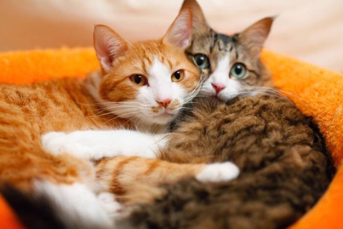 猫の『オス・メス』で変わるお世話の方法4つ　性別によって異なる特徴や注意点も解説
