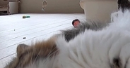 ふと家にある『見守りカメラ』を覗いたら、愛猫が…完全に想定外な『尊すぎる瞬間』に２万いいね「すごいファンサｗ」「帰りたくなっちゃう」