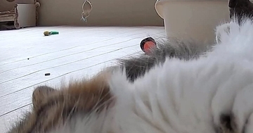 ふと家にある『見守りカメラ』を覗いたら、愛猫が…完全に想定外な『尊すぎる瞬間』に２万いいね「すごいファンサｗ」「帰りたくなっちゃう」