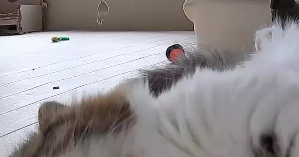 ふと家にある『見守りカメラ』を覗いたら、愛猫が…完全に想定外な『尊すぎる瞬間』に２万いいね「すごいファンサｗ」「帰りたくなっちゃう」
