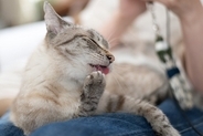 猫が人の『膝の上で毛繕い』をしているときの理由3つ　乗ってするのはなぜ？上手な対応方法も