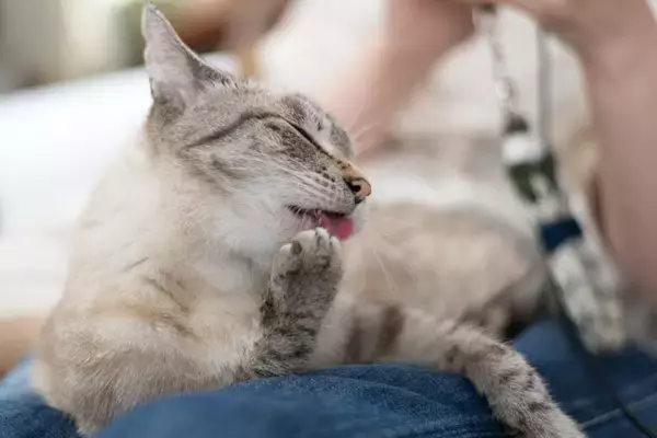 猫が人の『膝の上で毛繕い』をしているときの理由3つ　乗ってするのはなぜ？上手な対応方法も