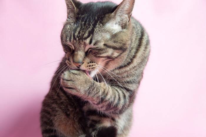猫が人の『膝の上で毛繕い』をしているときの理由3つ　乗ってするのはなぜ？上手な対応方法も