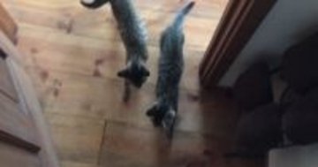 一日ぶりに帰ってきたお父さん→キジトラの子猫たちが気付いて…"可愛すぎるリアクション"が49万再生「ハートを撃ち抜かれた」「たまらん」