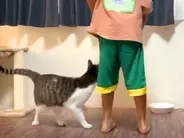 ご飯の前、足元でアピールする猫→大きさを見てみると…まさかの『脳がバグる光景』が330万再生「大きい猫って思ったけど」「錯覚か…」