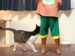 ご飯の前、足元でアピールする猫→大きさを見てみると…まさかの『脳がバグる光景』が330万再生「大きい猫って思ったけど」「錯覚か…」