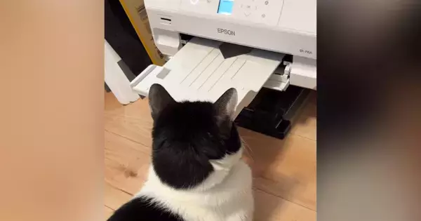 プリンターの前から動かない猫→印刷を開始したら…「見ていて気持ちいいｗ」笑ってしまう『まさかの反応』が262万再生「強い意志を感じるｗ」