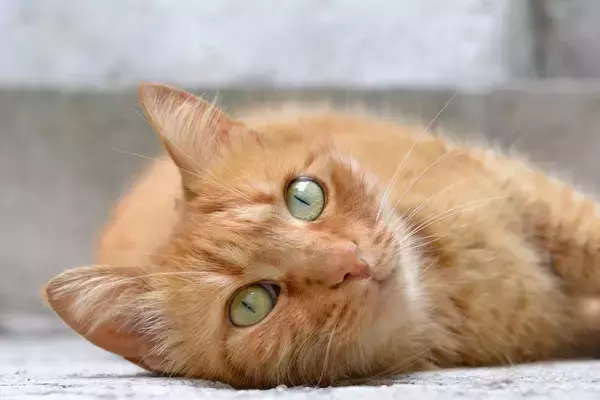 さすがの猫パワー！　やさしくフワフワな「セラピー猫」とのふれあいで、期末試験のストレスもすっかり解消ニャン！　米国