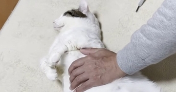 お父さんと添い寝する猫→撫でてもらっていると…あまりにも『赤ちゃんすぎる光景』に「可愛いが限界突破してる」「幸せな世界」と40万再生