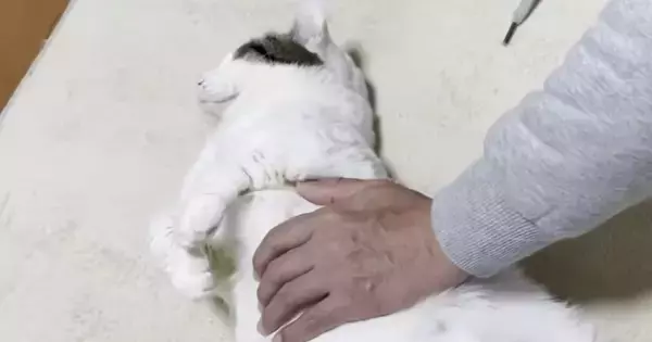 お父さんと添い寝する猫→撫でてもらっていると…あまりにも『赤ちゃんすぎる光景』に「可愛いが限界突破してる」「幸せな世界」と40万再生