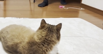 リビングでくつろいでいた猫→『大好きなパパ』が部屋に入ってくると…可愛すぎる行動に反響「大好きなのが伝わる」「忠猫ぶりがすごいｗ」