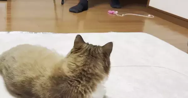 リビングでくつろいでいた猫→『大好きなパパ』が部屋に入ってくると…可愛すぎる行動に反響「大好きなのが伝わる」「忠猫ぶりがすごいｗ」