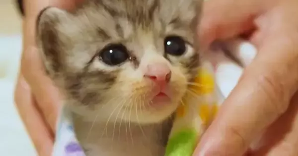 『眠れない様子の保護子猫』を毛布で包んでみたら…尊すぎる光景に悶絶の声「ため息が出る」「なでなでしたくなった」と41万再生
