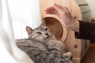 猫に『怪しい人』と思われてしまう人の特徴4選　警戒される理由や安心してもらうためのコツ