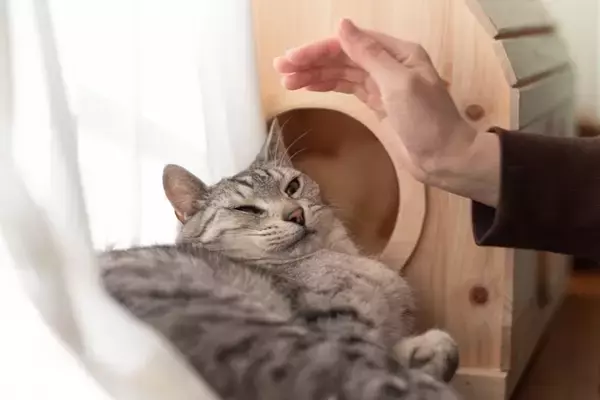 猫に『怪しい人』と思われてしまう人の特徴4選　警戒される理由や安心してもらうためのコツ
