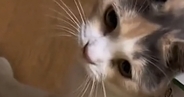 飼い主『思わず2度見したｗ』→目の前にやってきた猫…身に着けていた『まさかのモノ』に「素敵なリュックｗ」「まじ可愛すぎｗ」と14万再生