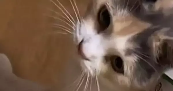 飼い主『思わず2度見したｗ』→目の前にやってきた猫…身に着けていた『まさかのモノ』に「素敵なリュックｗ」「まじ可愛すぎｗ」と14万再生
