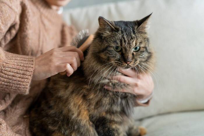 猫の『被毛の状態が悪い』ときに考えられる原因6つ　病気？お風呂に入れたほうがいい？
