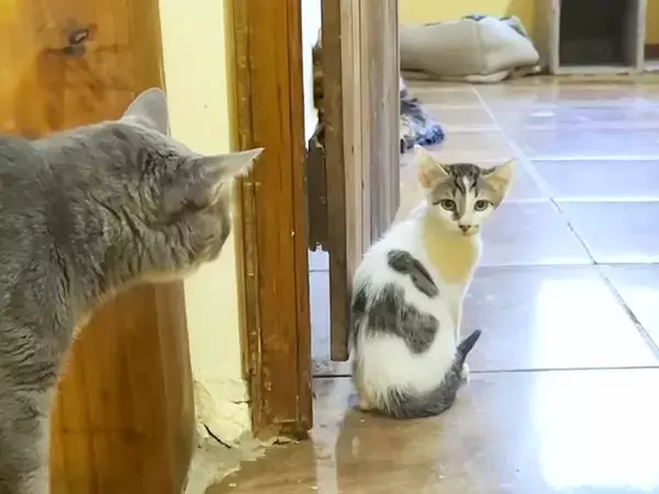 元野良の親子ネコが『家の中で暮らし始めた』結果→先住ネコたちが…心あたたまる『素敵な展開』に「みんなと仲良くできそう」「安心した」と反響