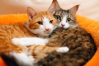 猫たちが『団子』になって固まる理由3つ　行動に隠された心理や習性を解説