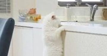 猫がカウンターに飛び乗るところを撮影していたら…『予想外すぎる展開』に爆笑の声「筋トレしているみたいｗ」「めちゃくちゃ決定的瞬間ｗ」