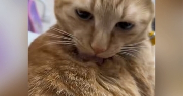 毛づくろいしていた猫→手伝ってあげた結果…『まさかのリアクション』が23万再生「まったく非常識なｗ」「想像以上で笑った」と爆笑の声