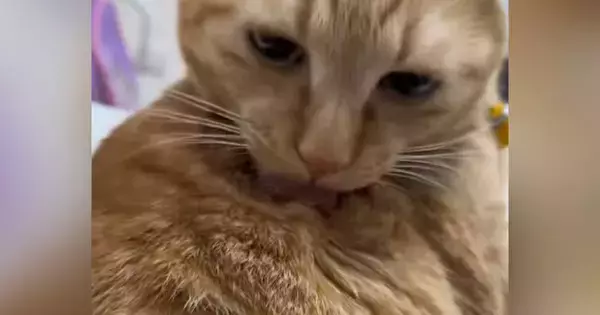 毛づくろいしていた猫→手伝ってあげた結果…『まさかのリアクション』が23万再生「まったく非常識なｗ」「想像以上で笑った」と爆笑の声