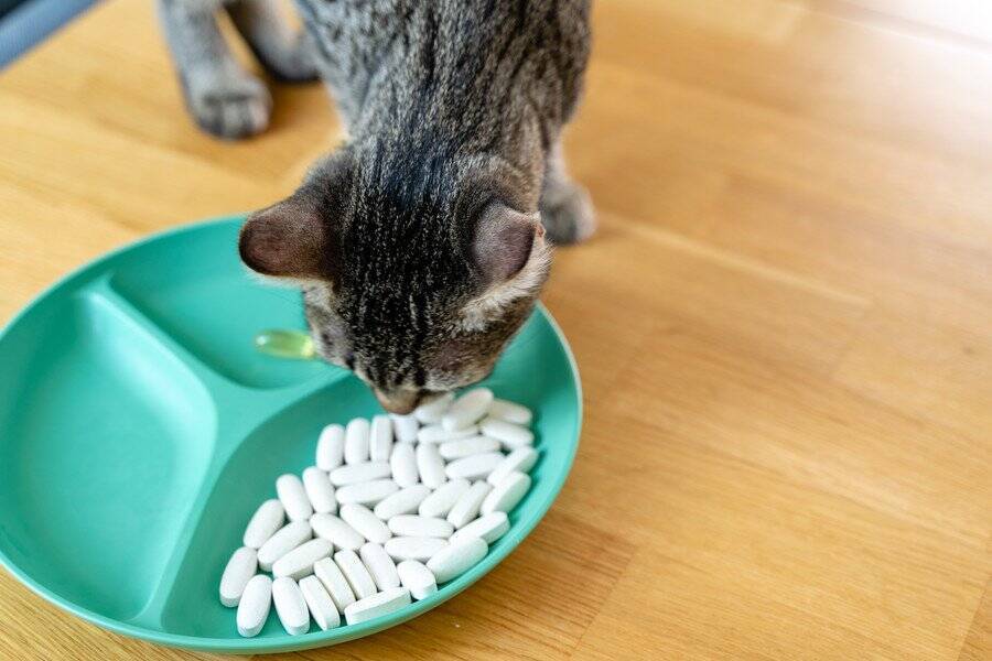 猫の甲状腺異常　早期治療のため「診断薬」の開発が進む　韓国