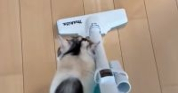 『掃除機』をかけ始めると、三毛猫が…猫とは思えない『まさかの行動』に「逃げるかと思いきやｗ」「初めて見たｗ」と笑ってしまう人が続出