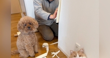 ボロボロにされた壁紙を補修中→目の前にいた『犯ニャン』の様子を見ると…まさかの光景に爆笑の声続出「ふてぶてしいｗ」「可愛すぎるｗ」