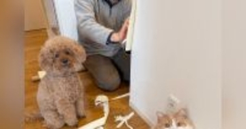 ボロボロにされた壁紙を補修中→目の前にいた『犯ニャン』の様子を見ると…まさかの光景に爆笑の声続出「ふてぶてしいｗ」「可愛すぎるｗ」