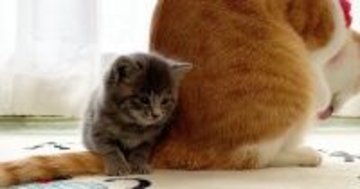 先住猫のことが大好きになった保護子猫…ぴったりとくっつき続ける『尊い光景』が179万再生「健気で可愛すぎる」「本当に離れないｗ」