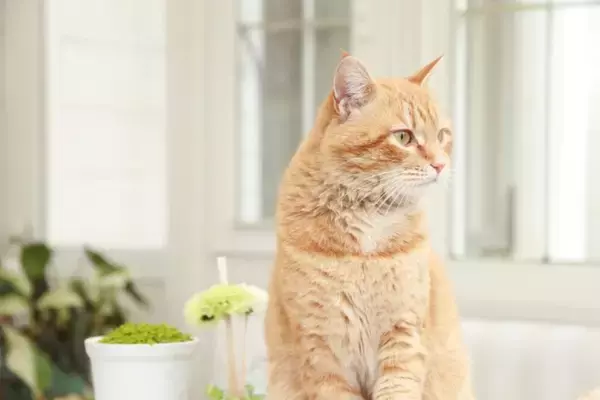 猫の性格は『毛色や模様』によって決まるの？5つのタイプ別の特徴や遺伝の仕組みまで